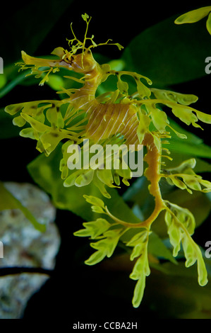 Leafy Dragon Seahorse Stock Photo
