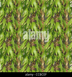 Bamboo Pattern Stock Photo