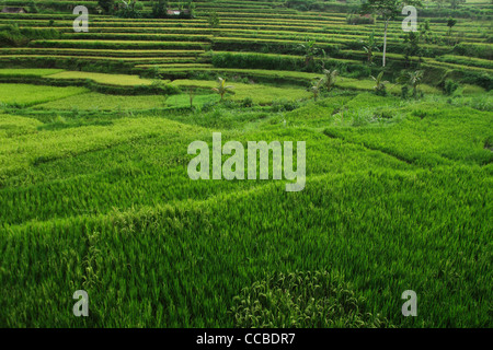 Lush green terraced rice paddies amidst tall coconut trees in the rural ...