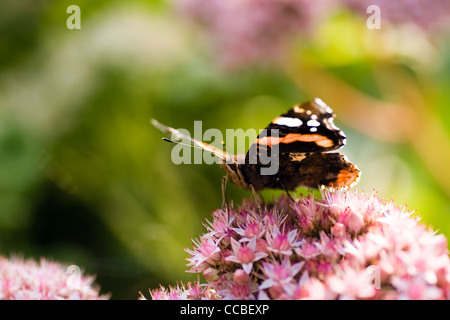 On early morning in summer in the garden butterfly Red admiral or  Vanessa atalanta is getting nectar from sedum flowers Stock Photo