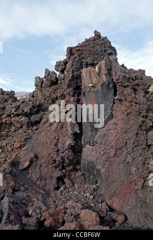 Burned tree in a lava flow, Sicily, Italy Stock Photo