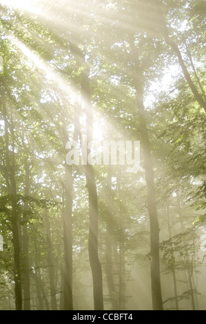 Celestial rays of light beaming though the crowns of trees in a misty forest Stock Photo