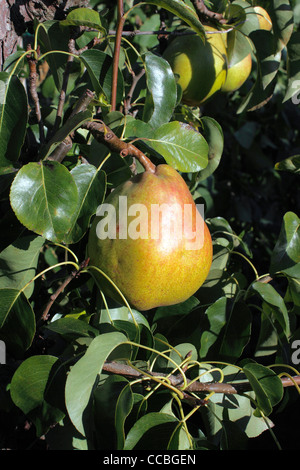 COMICE PEARS. PYRUS COMMUNIS Stock Photo