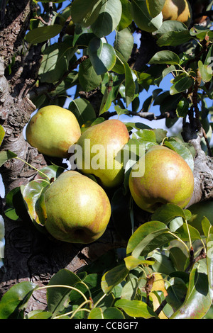 COMICE PEARS. PYRUS COMMUNIS Stock Photo