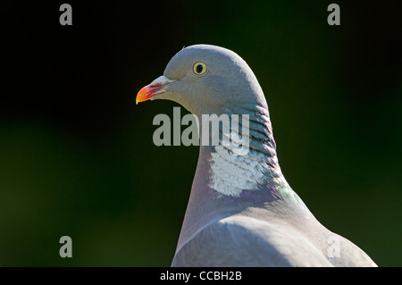 Portrait of a common wood pigeon (Columba palumbus) Stock Photo