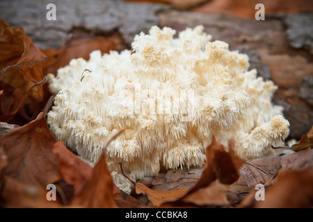 Coral tooth (Hericium coralloides, Hericium clathroides) on dead wood. Stock Photo