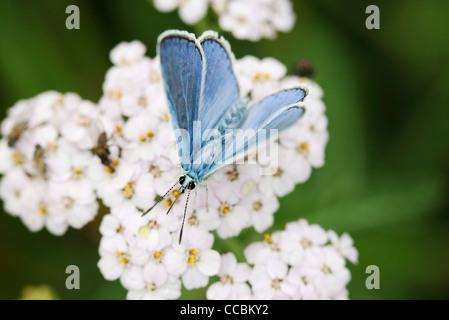 Brown argus butterfly (Aricia agestis) Stock Photo