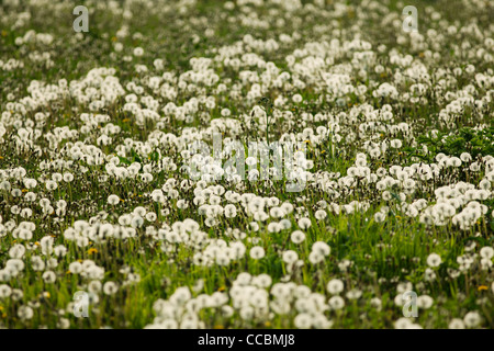 Dandelions growing in field Stock Photo