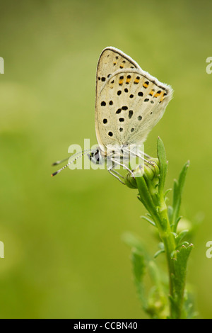 Brown Argus butterfly (Aricia agestis) Stock Photo