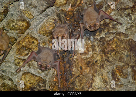 Black-bearded Tomb Bats in a cave of a temple called Wat Khao Chong Phran, Ratchaburi, Thailand Stock Photo