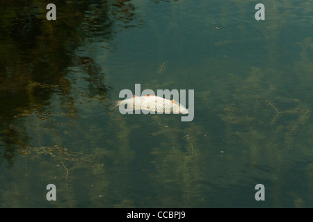 Dead fish floating in pond Stock Photo
