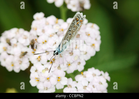 Brown argus butterfly (Aricia agestis) Stock Photo