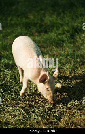 Farm pig Stock Photo