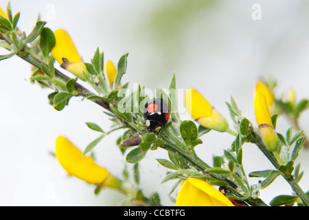Asian ladybug crawling on broom shrub