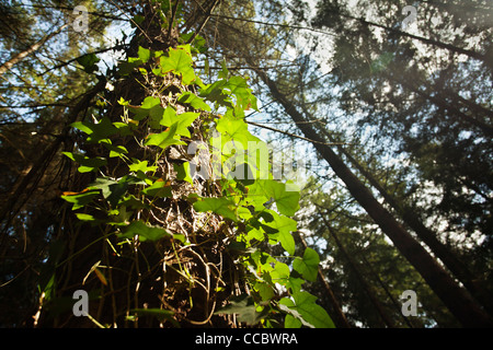 Ivy growing on tree trunk Stock Photo