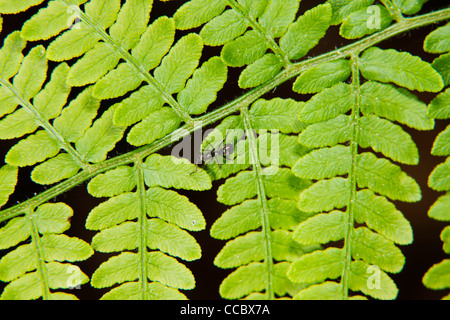 Ant crawling on fern frond Stock Photo