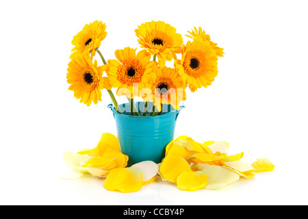 Yellow Gerber flowers in blue bucket with rose leafs Stock Photo