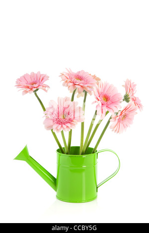 Green watering can with pink Gerber flowers isolated over white background Stock Photo