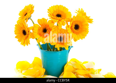 Yellow Gerber flowers in blue bucket with rose leafs Stock Photo