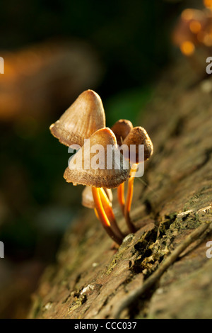 Mushrooms growing on tree trunk Stock Photo