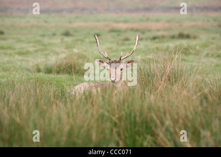 deer in Bradgate park Leicestershire Stock Photo