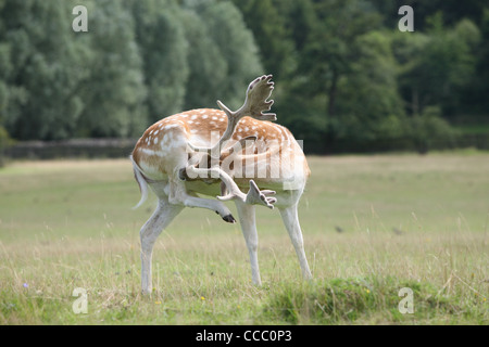 deer in bradgate park country park Stock Photo