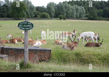 deer in bradgate park country park Stock Photo