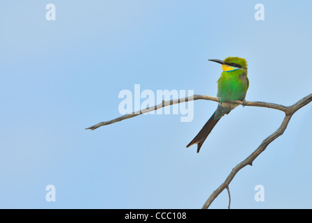 Swallow-tailed Bee-eater (Merops hirundineus) perched in dead tree, South Africa Stock Photo