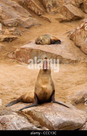 Cape Fur seal / brown fur seal (Arctocephalus pusillus) calling from rock at colony, Namibia Stock Photo