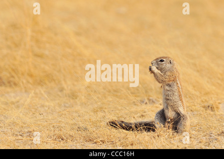 Cape Ground Squirrel (Xerus Inauris) eating, Etosha National Park, Namibia Stock Photo