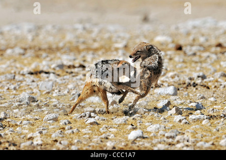 Black-backed jackals (Canis mesomelas) fighting, Etosha National Park, Namibia Stock Photo