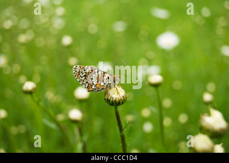 Spotted Fritillary butterfly (Melitaea didyma) Stock Photo