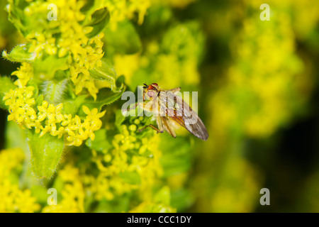 Yellow dung fly (Scathophaga stercoraria) Stock Photo