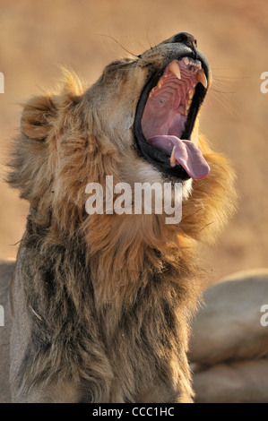 Male African lion (Panthera leo) yawning in the Kalahari desert, Kgalagadi Transfrontier Park, South Africa