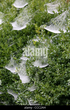 spider webs covered in dew Stock Photo
