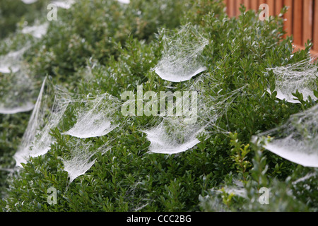 spider webs covered in dew Stock Photo