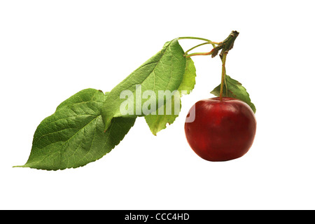Chinese cherry apple with green leaves, isolated on white background. Stock Photo