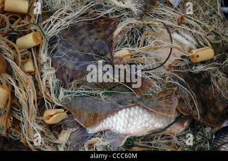 Fresh caught flounder (Platichthys flesus) in fishnet Stock Photo