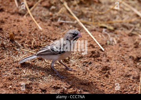 Scaly feathered finch in Namibia Stock Photo