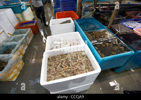 fresh fish shellfish and prawns packaged up for distribution to restaurants at aberdeen wholesale fish and seafood market Stock Photo