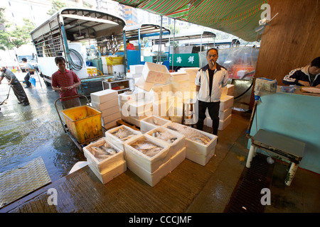 fresh fish being packed in ice and into polystyrene boxes for transport to shops and restaurants aberdeen wholesale fish market Stock Photo