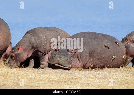 Hippos (Hippopotamus amphibius) with oxpecker birds, Sabie-Sand nature reserve, South Africa Stock Photo