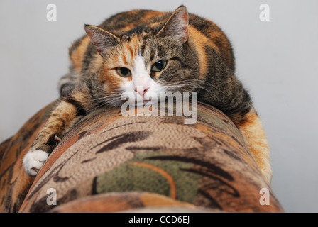 cat lying on the back of the sofa Stock Photo