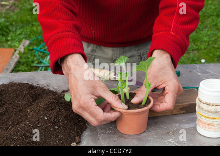 Talee of geraniums, step 10, press the soil around the talee to stabilize Stock Photo