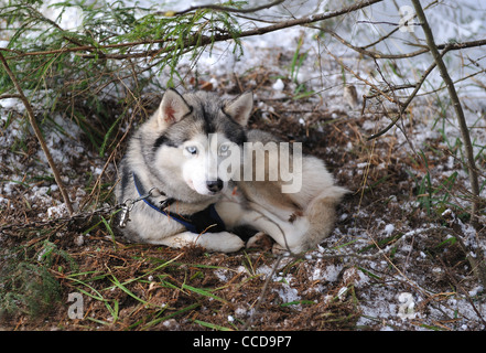 One siberian husky dog lying on the ground Stock Photo