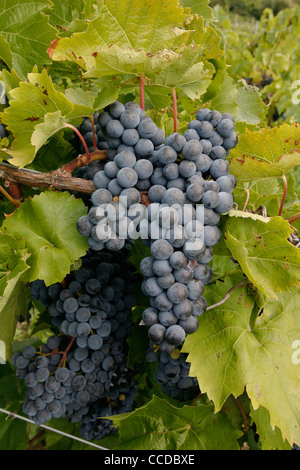 Grapes in vineyard in the Finger Lakes region of New York State Stock Photo