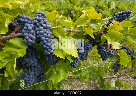 Grapes in vineyard in the Finger Lakes region of New York State Stock Photo