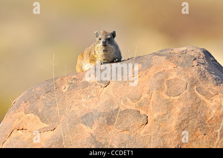 Rock Hyrax / Cape Hyrax (Procavia capensis) on rock, Namibia Stock Photo