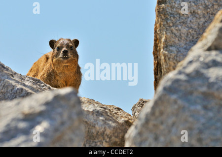 Rock Hyrax / Cape Hyrax (Procavia capensis) on rock showing teeth, Namibia Stock Photo