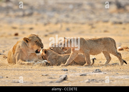 African lioness (Panthera leo) with cubs, Etosha National Park, Namibia Stock Photo